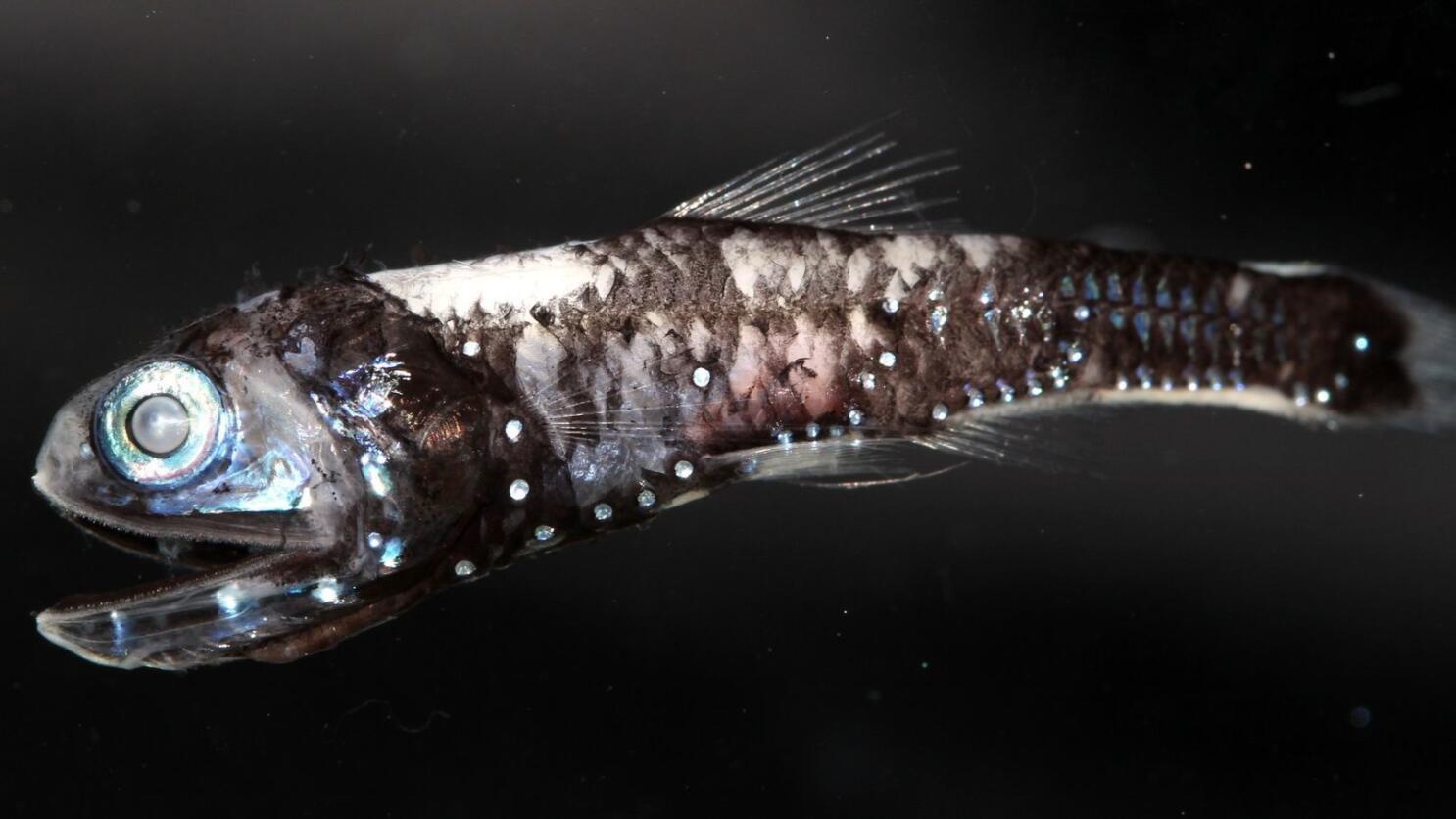 In a world cloaked in darkness, these fish may have a unique way